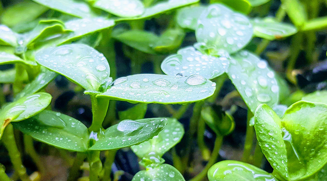 Microgreen Pea Shoots Crop of July 28, 2019