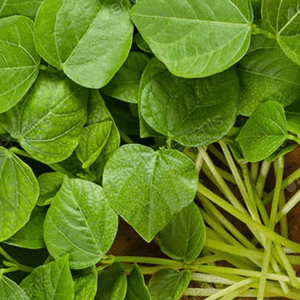 microgreen adzuki beans