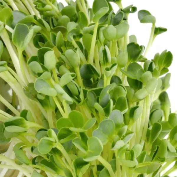 alfalfa microgreens