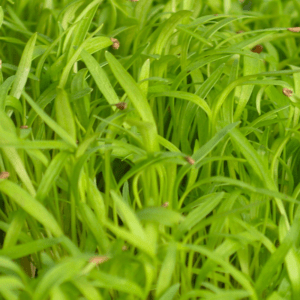 carrot microgreens