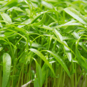 chervil microgreens