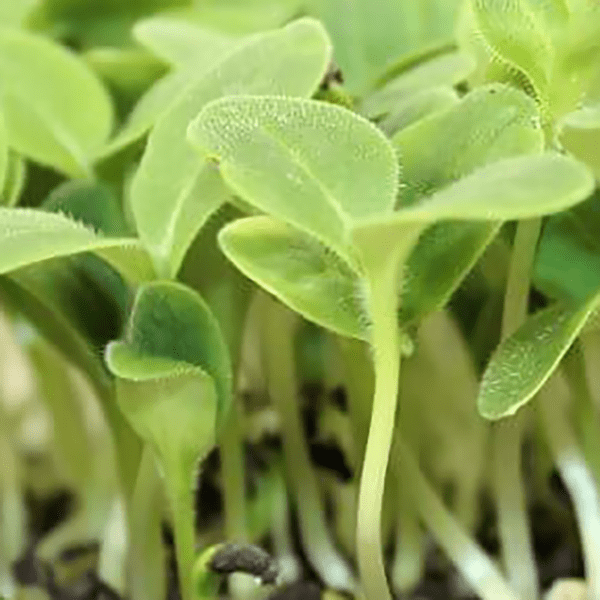 microgreen borage