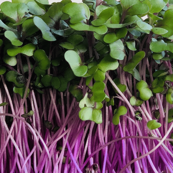 microgreen red cabbage