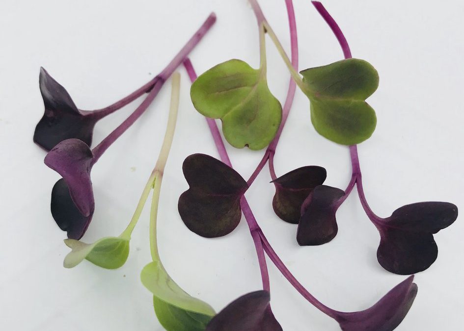 Oxalate Content of Vegetables Grown as Microgreens