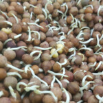 Pea Shoot Microgreens Day 2 at River Fork Farms