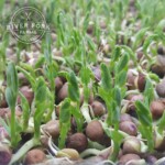 short shoots from Speckled Pea microgreens