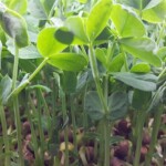 maturing speckled pea shoot microgreens