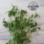 Harvested Speckled Pea Shoot Microgreens on marble slab